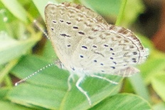 Perizoma linulata - Afrikanischer Grasbläuling